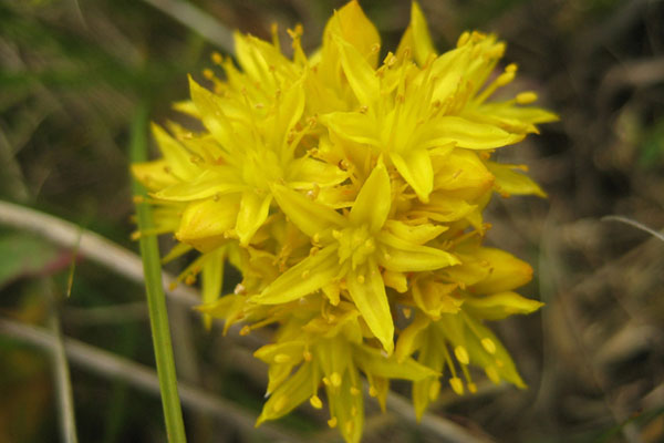 Lance-leaved Stonecrop (Sedum lanceolatum) - the favourite food of Apline Apollos