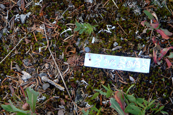 Stonecrop plants marked by biologists to study changing density of growth