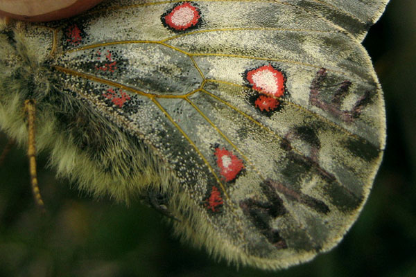 Apline Apollo marked by biologists