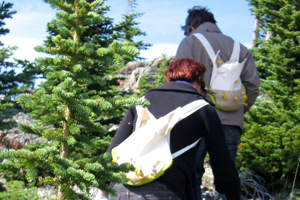 Creating meadow stepping stones through trees